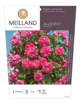 Rosier grimpant ALLEGRO ® Meileodevin