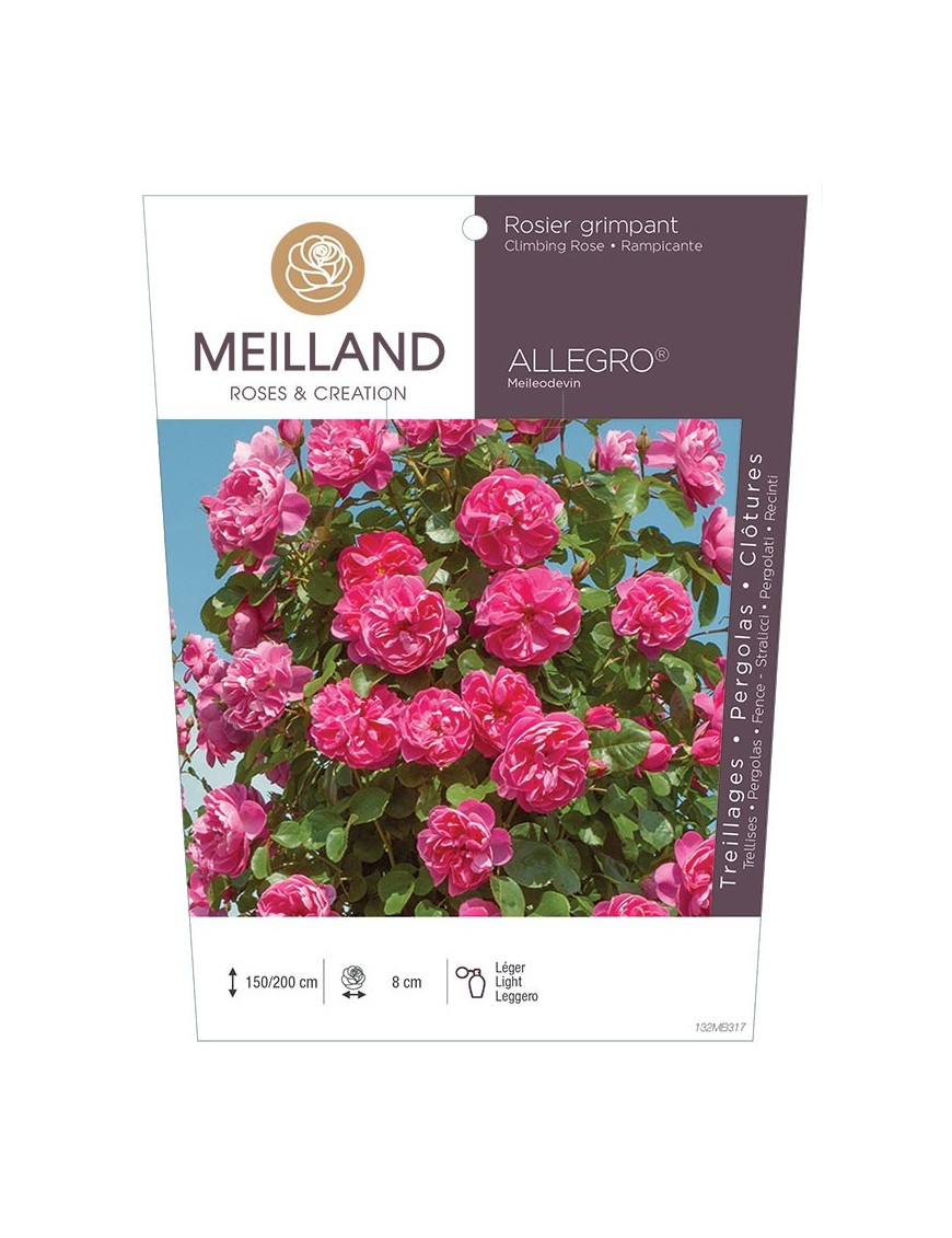 Rosier grimpant ALLEGRO ® Meileodevin