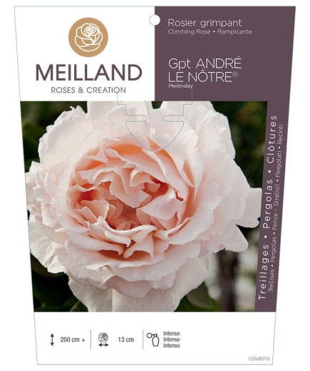 Rosier grimpant ANDRÉ LE NOTRE ® Meilinday