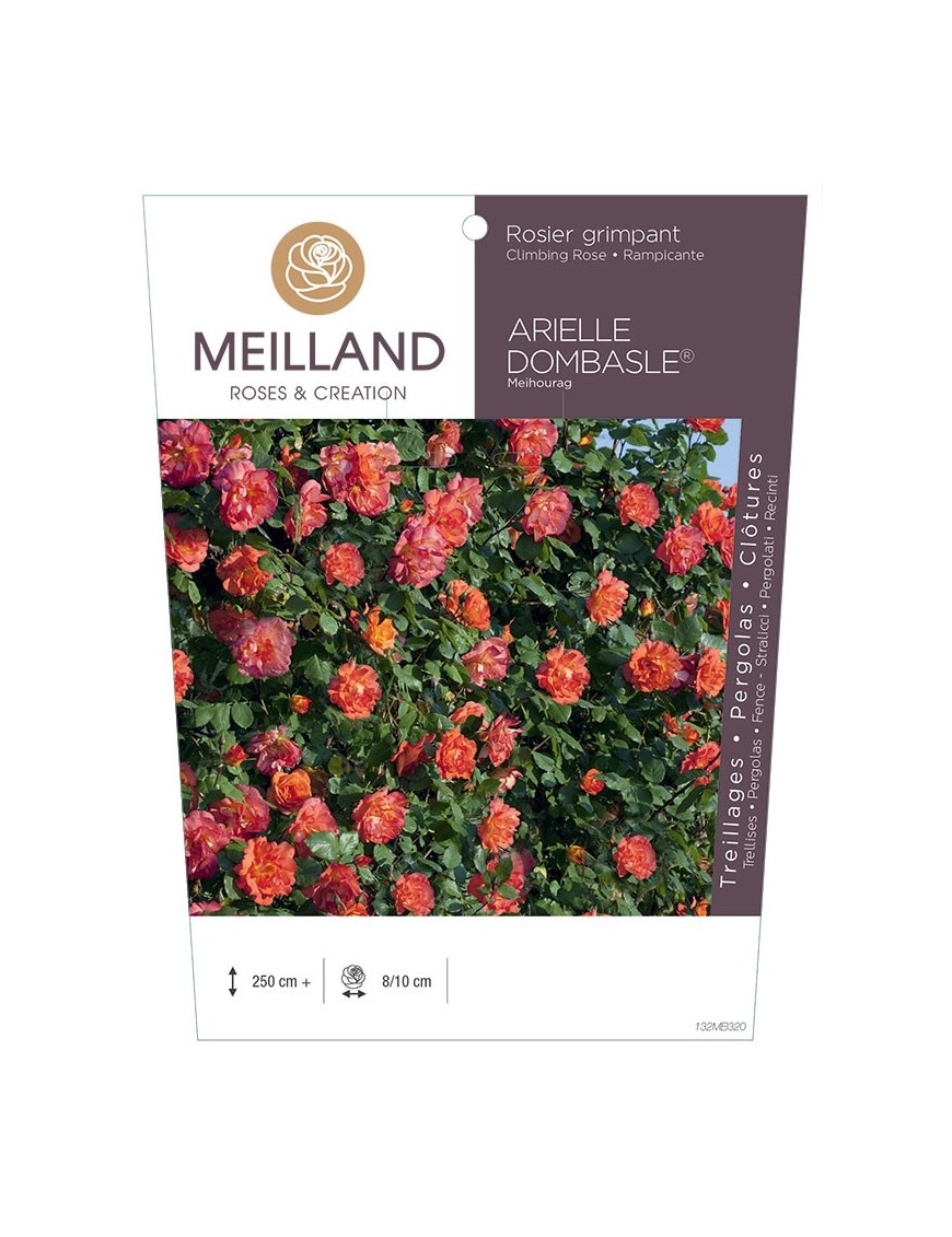 Rosier grimpant ARIELLE DOMBASLE ® Meihourag