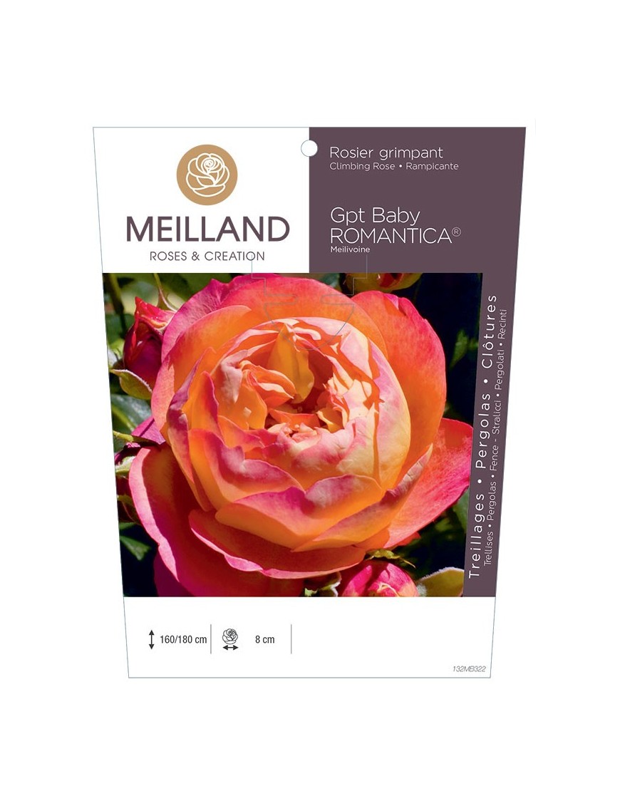 Rosier grimpant BABY ROMANTICA ® Meilivoine