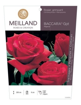 Rosier grimpant BACCARA ® Meigersar
