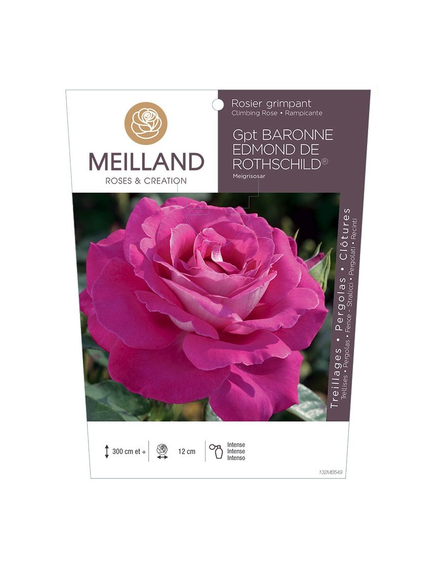 Rosier grimpant BARONNE EDMOND DE ROTHSCHILD ® Meigriosar