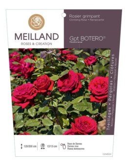 Rosier grimpant BOTERO ® Meiafonesar