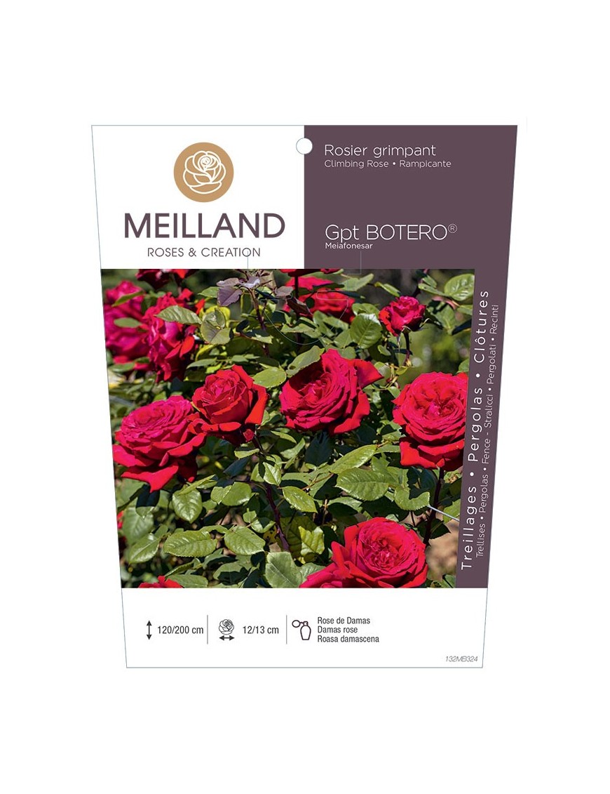 Rosier grimpant BOTERO ® Meiafonesar