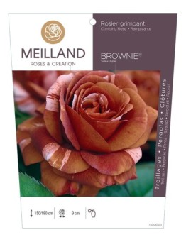 Rosier grimpant BROWNIE ® Simstripe