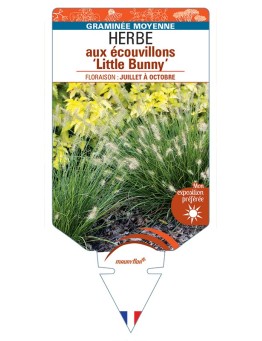 PENNISETUM alopecuroides Little Bunny voir Herbe aux écouvillons