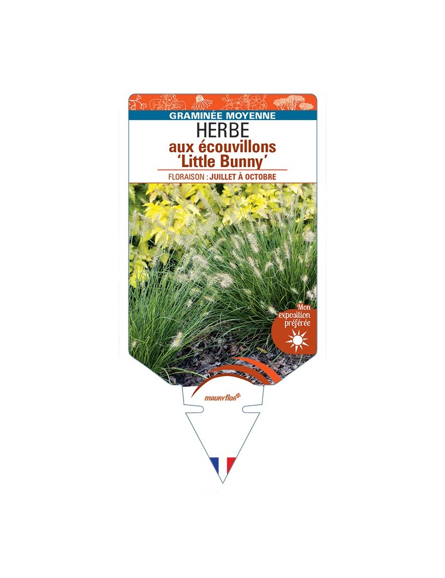 PENNISETUM alopecuroides Little Bunny voir Herbe aux écouvillons
