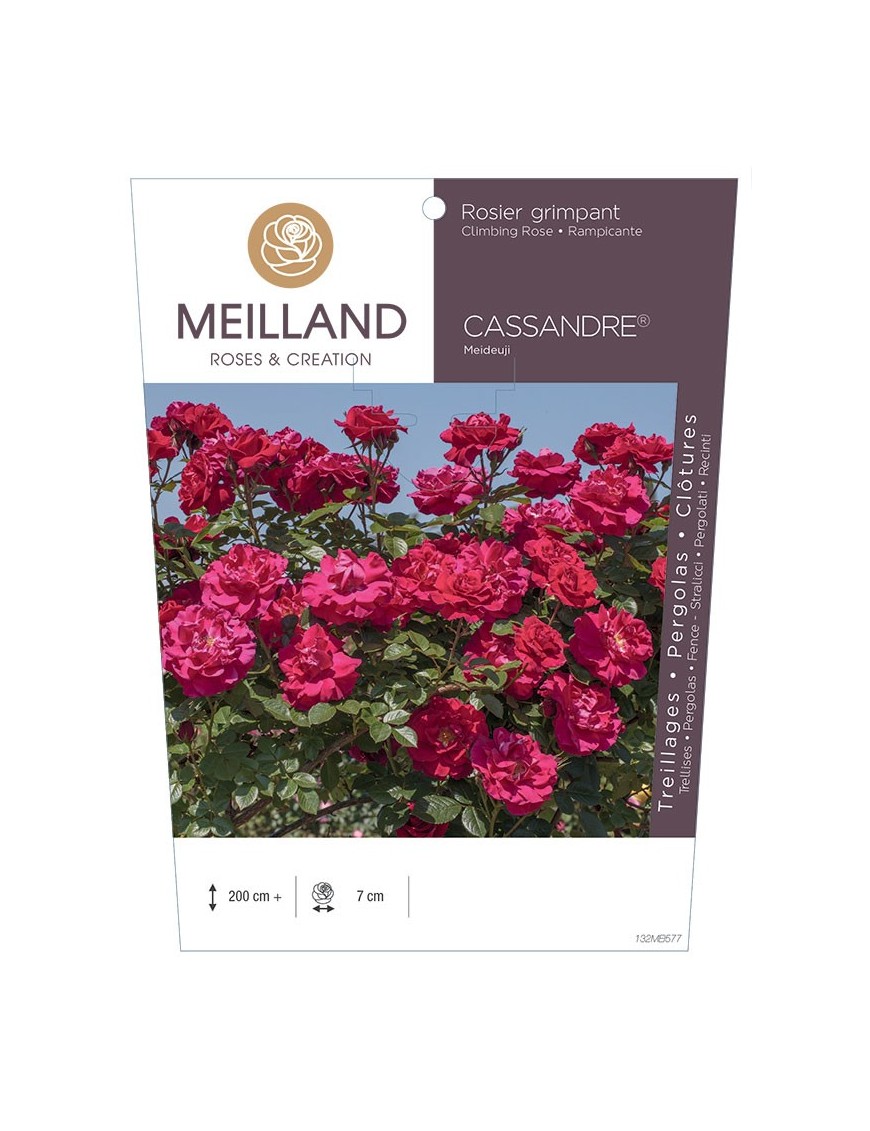Rosier grimpant CASSANDRE ® Meideuji