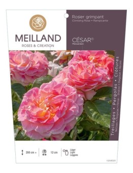 Rosier grimpant CÉSAR ® Meisardan