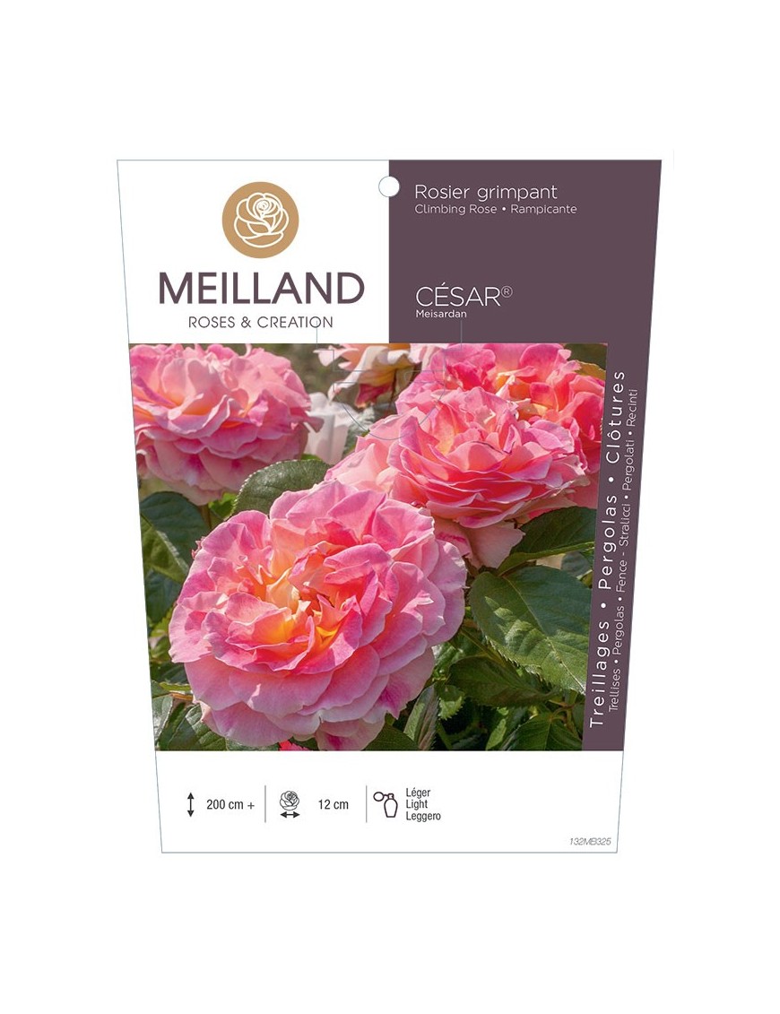 Rosier grimpant CÉSAR ® Meisardan