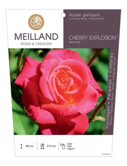 Rosier grimpant CHERRY EXPLOSION® Baisikomik