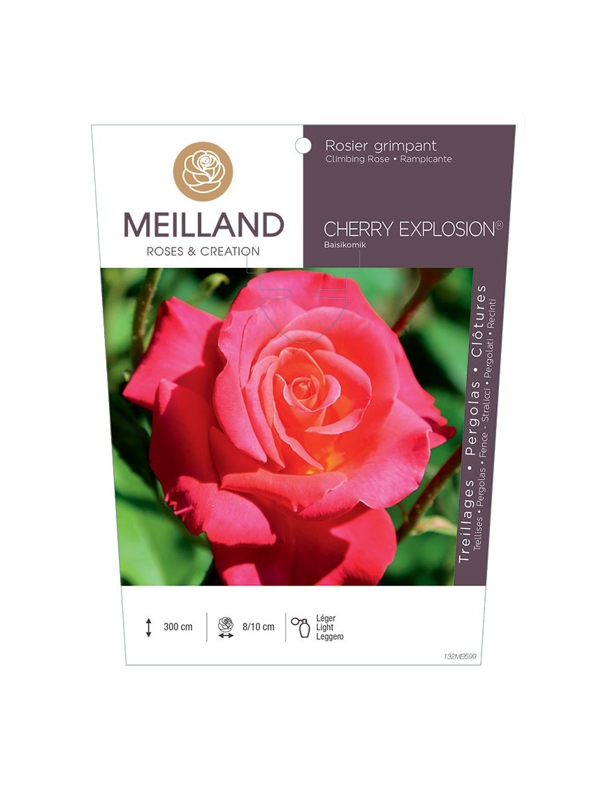 Rosier grimpant CHERRY EXPLOSION® Baisikomik