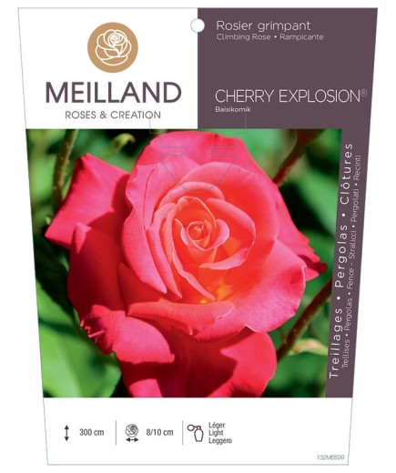 Rosier grimpant CHERRY EXPLOSION® Baisikomik