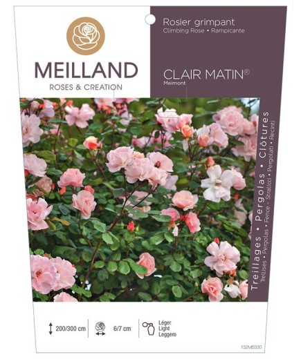 Rosier grimpant CLAIR MATIN ® Meimont