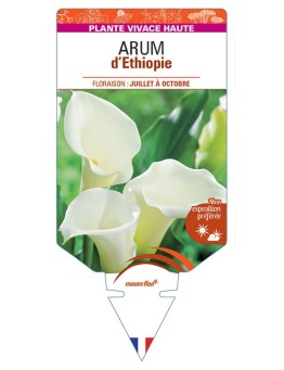 ARUM D'ETHIOPIE (blanc) *