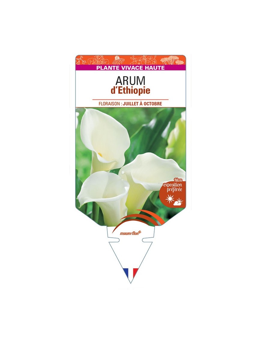 ARUM D'ETHIOPIE (blanc) *