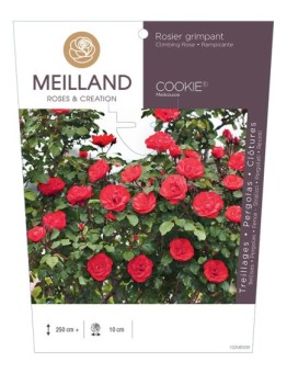 Rosier grimpant COOKIE ® Meikousie