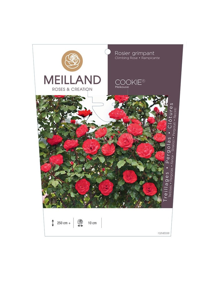Rosier grimpant COOKIE ® Meikousie
