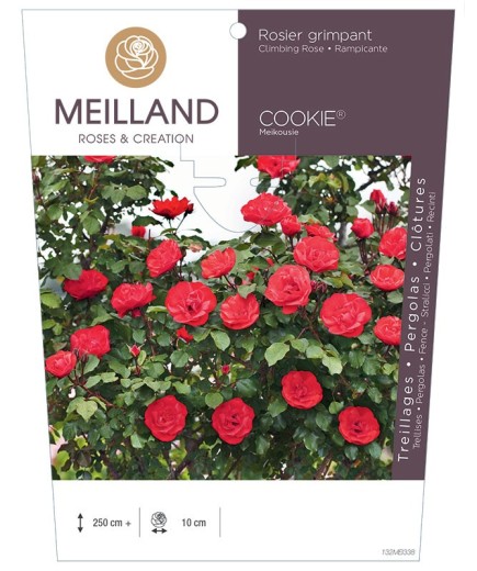 Rosier grimpant COOKIE ® Meikousie