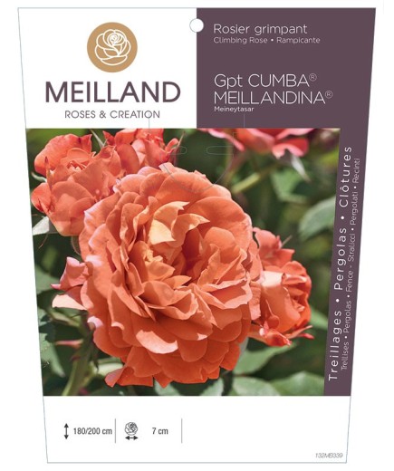Rosier grimpant CUMBA MEILLANDINA ® Meineytasar