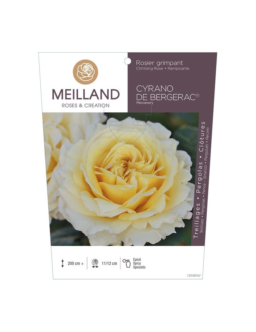 Rosier grimpant CYRANO DE BERGERAC ® Meivanery