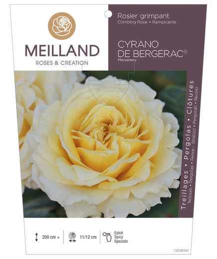 Rosier grimpant CYRANO DE BERGERAC ® Meivanery