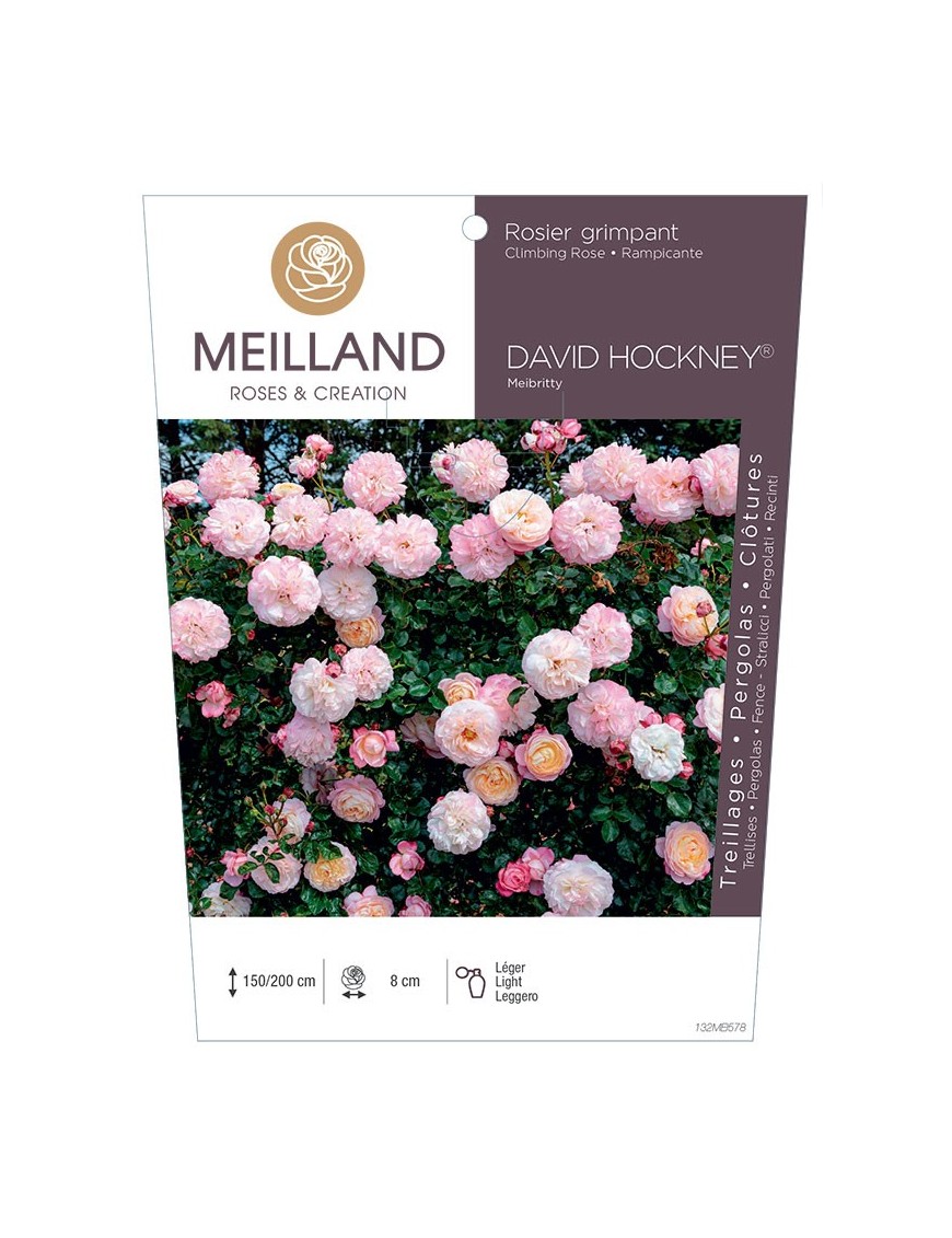 Rosier grimpant DAVID HOCKNEY ® Meibritty