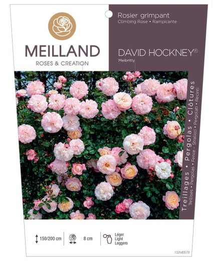 Rosier grimpant DAVID HOCKNEY ® Meibritty