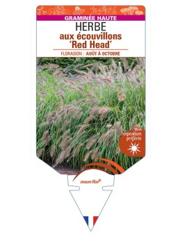 PENNISETUM alopecuroides Red Head voir Herbe aux écouvillons