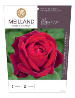 Rosier grimpant EDITH PIAF ® Meiramboyssar