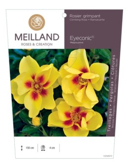 Rosier grimpant EYECONIC ® Meipouzmoi