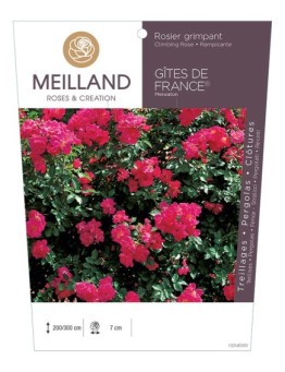 Rosier grimpant GÎTES DE FRANCE ® Meiwaton