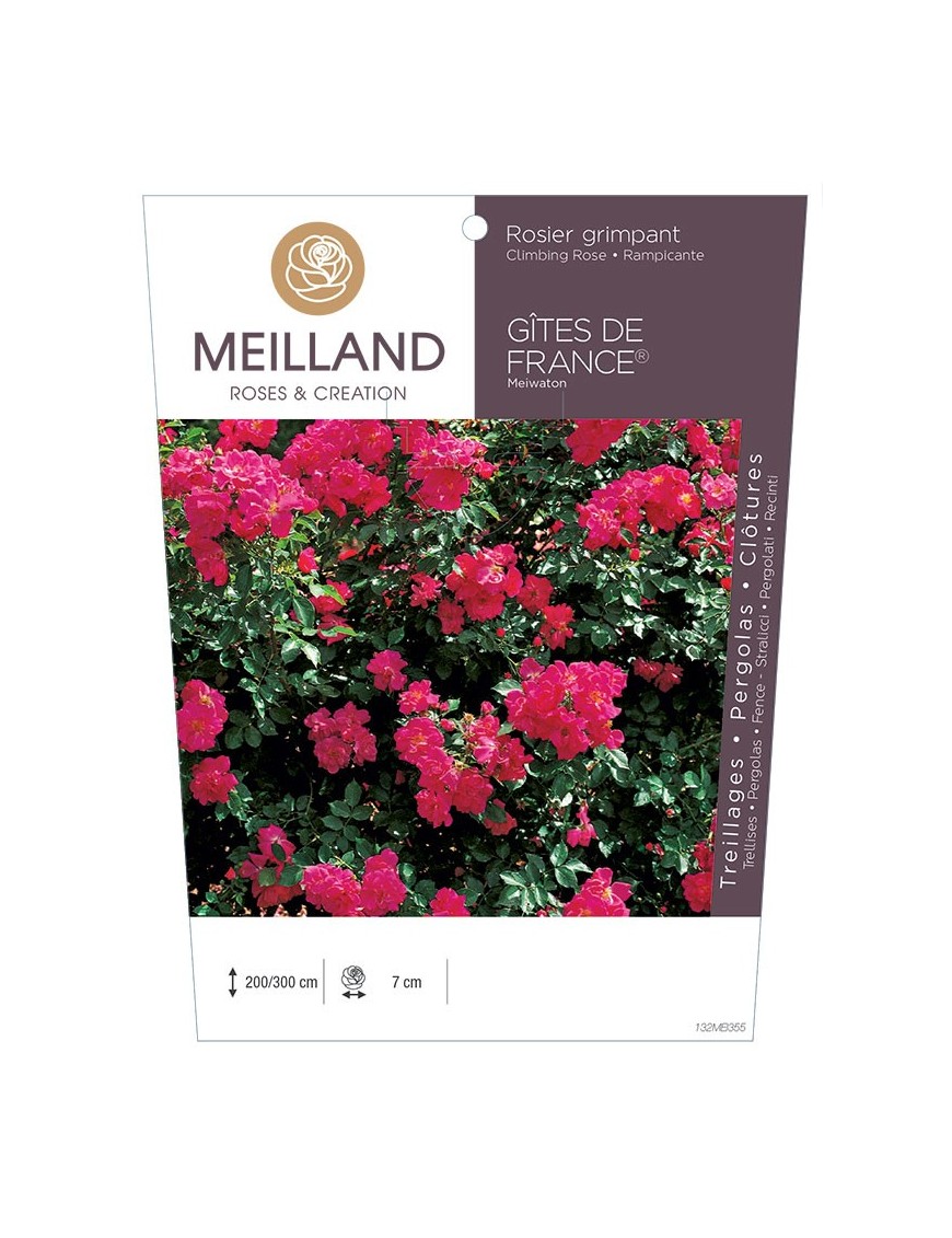 Rosier grimpant GÎTES DE FRANCE ® Meiwaton