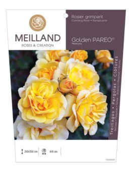 Rosier grimpant GOLDEN PAREO ® Meipiyou