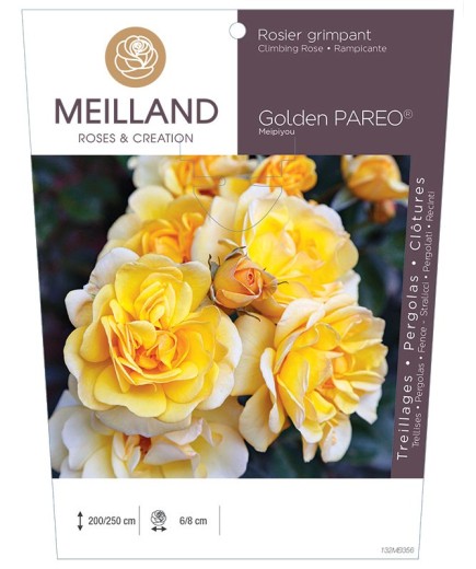 Rosier grimpant GOLDEN PAREO ® Meipiyou