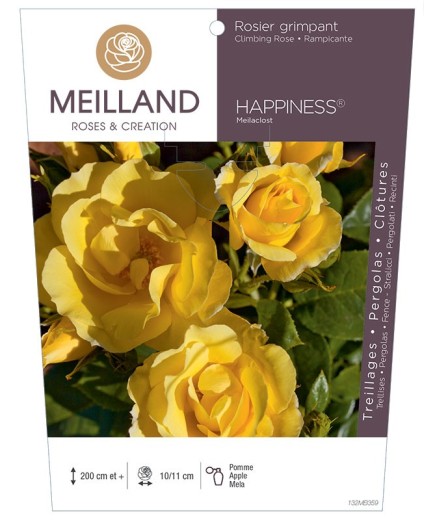 Rosier grimpant HAPPINESS ® Meilaclost