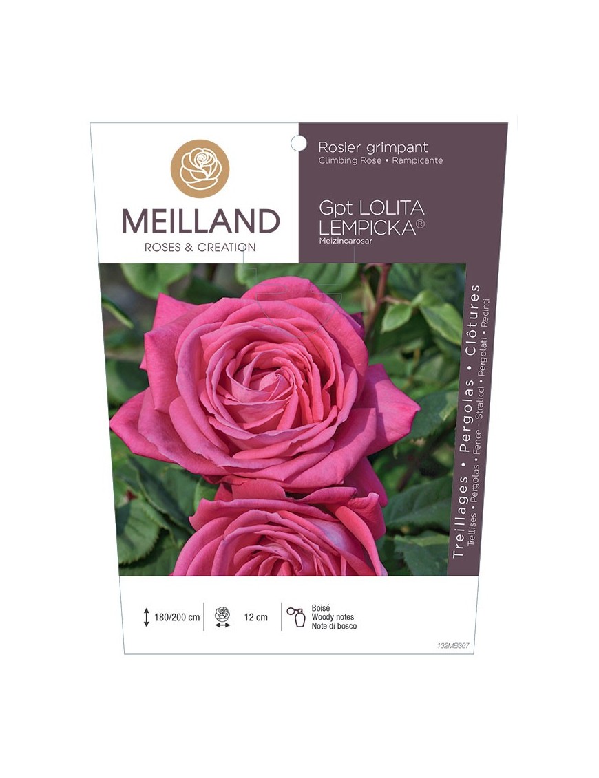 Rosier grimpant LOLITA LEMPICKA ® Meizincarosar