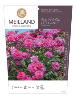 Rosier grimpant MANOU MEILLAND ® Meitu Limonsar