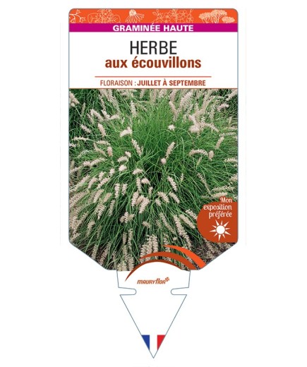 PENNISETUM orientale voir Herbe aux écouvillons