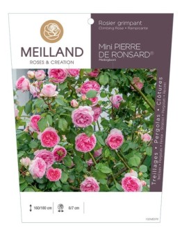 Rosier grimpant MINI PIERRE DE RONSARD ®