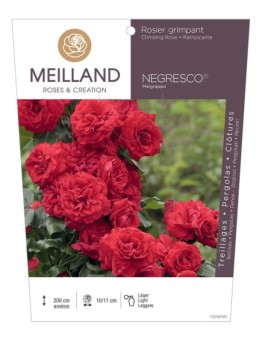 Rosier grimpant NEGRESCO ® Meigrappo