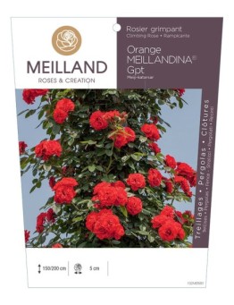 Rosier grimpant ORANGE MEILLANDINA® Meiji-katarsar