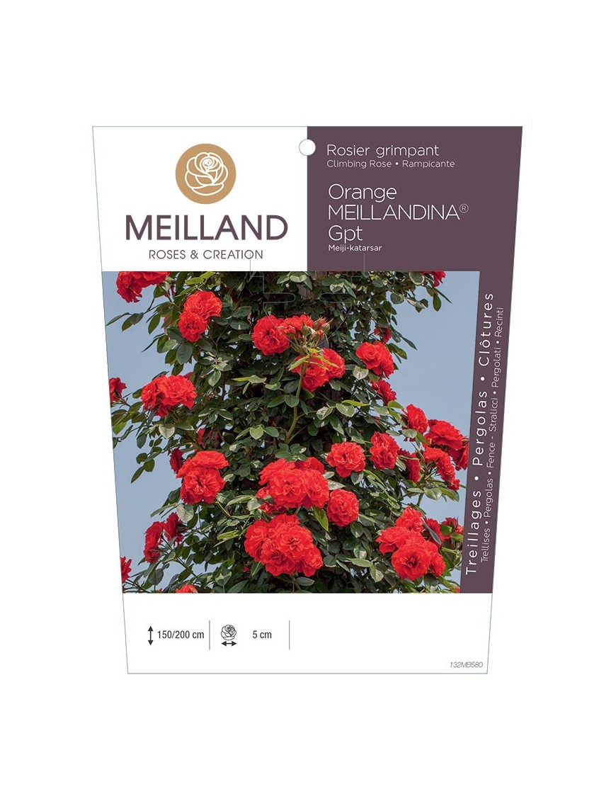 Rosier grimpant ORANGE MEILLANDINA® Meiji-katarsar