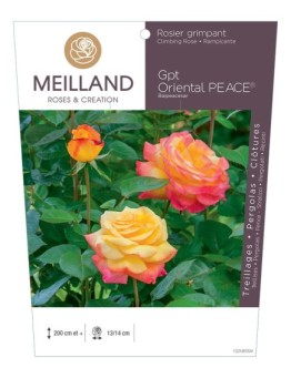 Rosier grimpant ORIENTAL PEACE® Baipeacesar