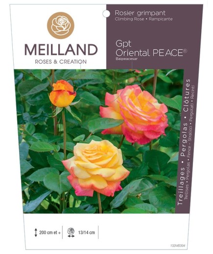 Rosier grimpant ORIENTAL PEACE® Baipeacesar