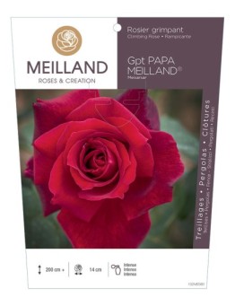 Rosier grimpant PAPA MEILLAND ® Meisarsar