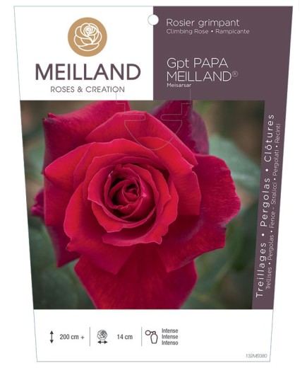 Rosier grimpant PAPA MEILLAND ® Meisarsar