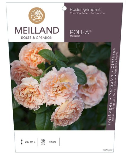 Rosier grimpant POLKA ® Meitosier