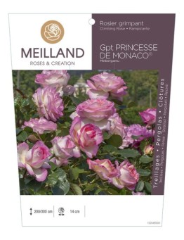 Rosier grimpant PRINCESSE DE MONACO® Meibergamu    